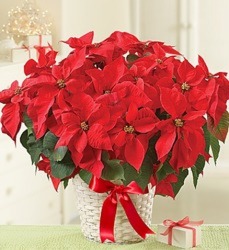 Poinsettia  from Kelley's Florist in Lake Placid, FL