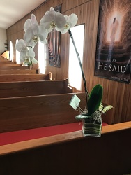 Orchid Plant from Kelley's Florist in Lake Placid, FL