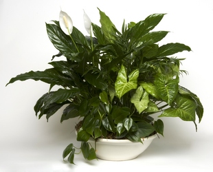 Green Planter from Kelley's Florist in Lake Placid, FL