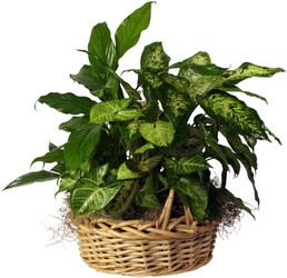 Lush Green Basket from Kelley's Florist in Lake Placid, FL