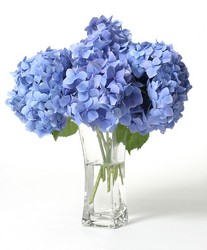 Simply Hydrangeas from Kelley's Florist in Lake Placid, FL