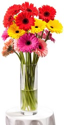 Simply Gerberas from Kelley's Florist in Lake Placid, FL